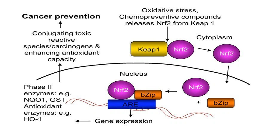 Glucoraphanin7