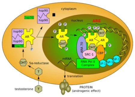 rad140 MECHANISM