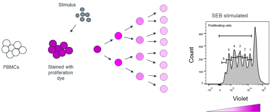 Diindolylmethane 2 Diindolylmethane 2