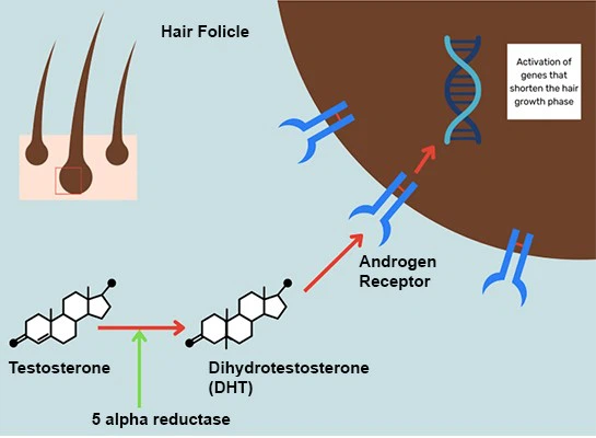 pyrilutamide powder dht