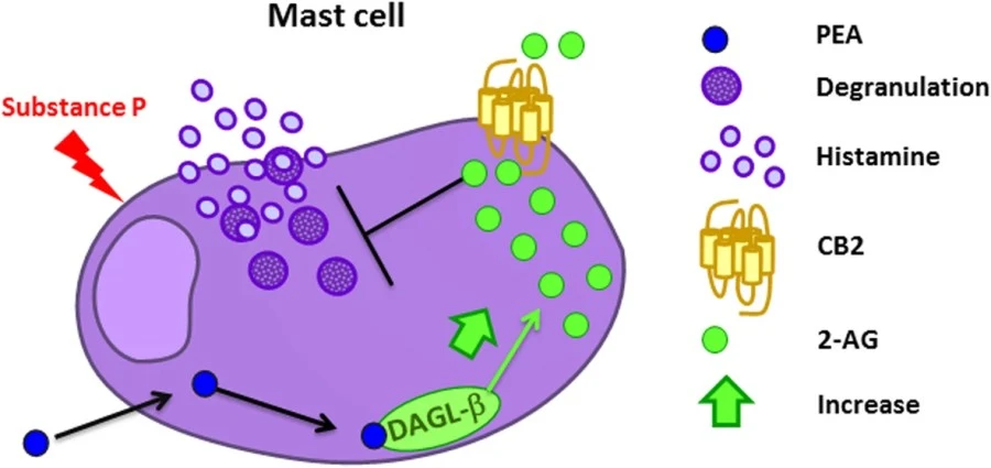 PEA MECHANISM