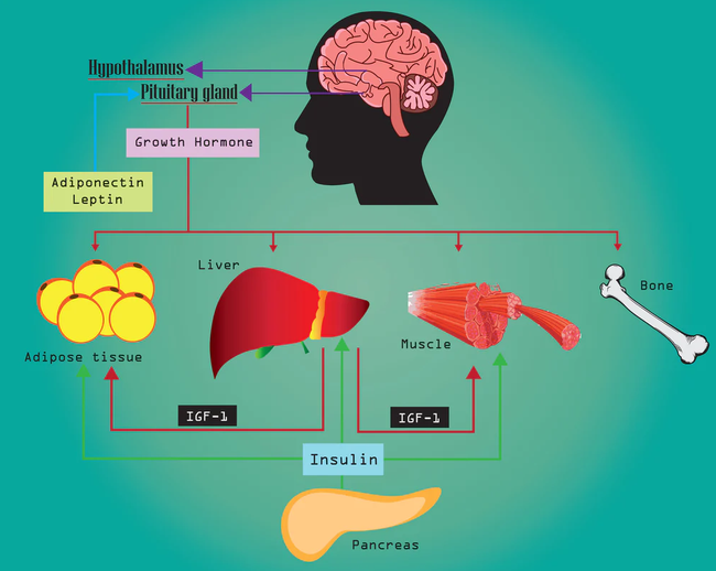 The Mechanism of Ipamorelin The Mechanism of Ipamorelin