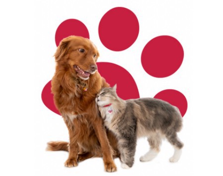 Fluconazole dog Fluconazole dog