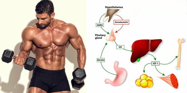 The advantages of the mk 677