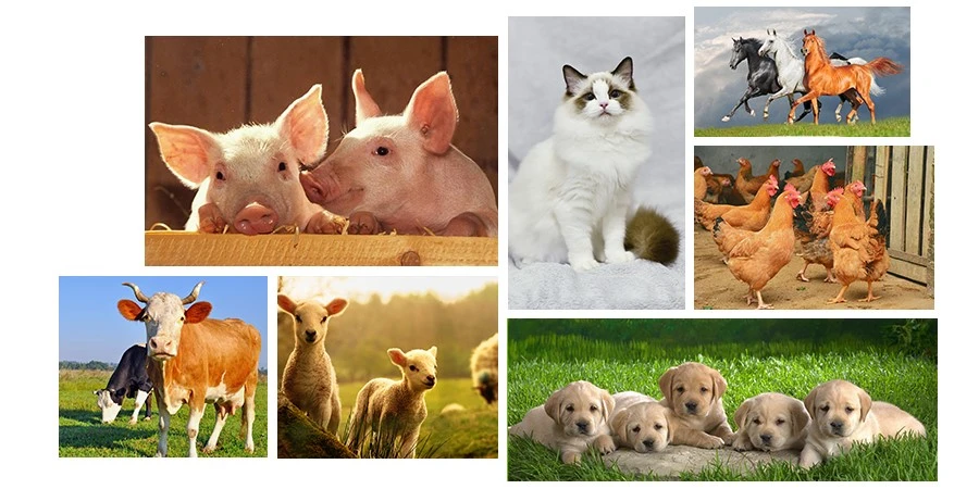 Levamisole animals Levamisole animals