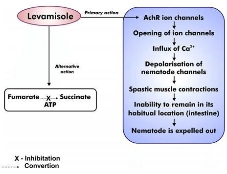 Levamisole mechanism Levamisole mechanism