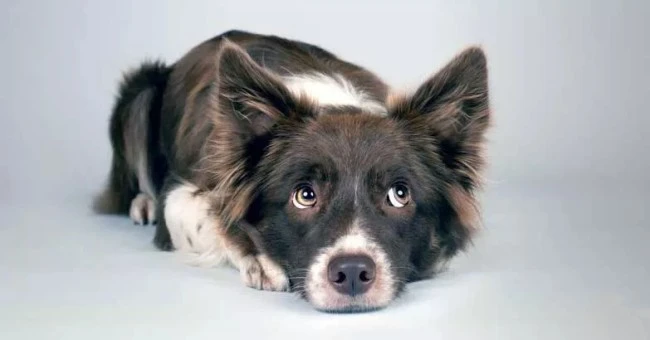 toltrazuril dog