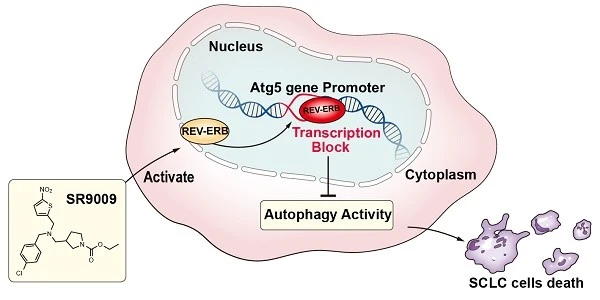 Stenabolic mechanism Stenabolic mechanism