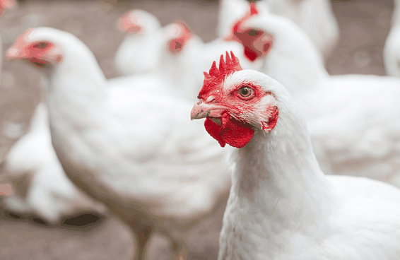 Coccidiosis Coccidiosis