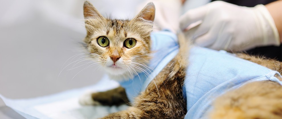 Wound Healing for animals Wound Healing for animals