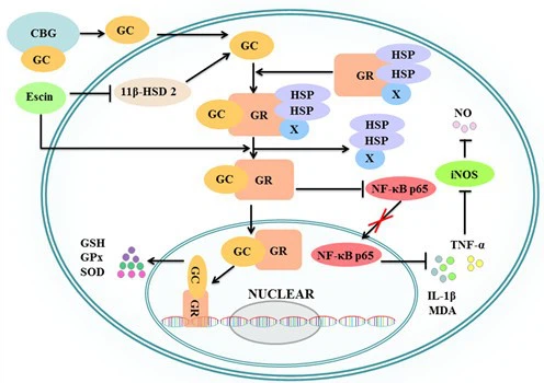 Anti-Inflammatory and Gastroprotective Effects of Escin