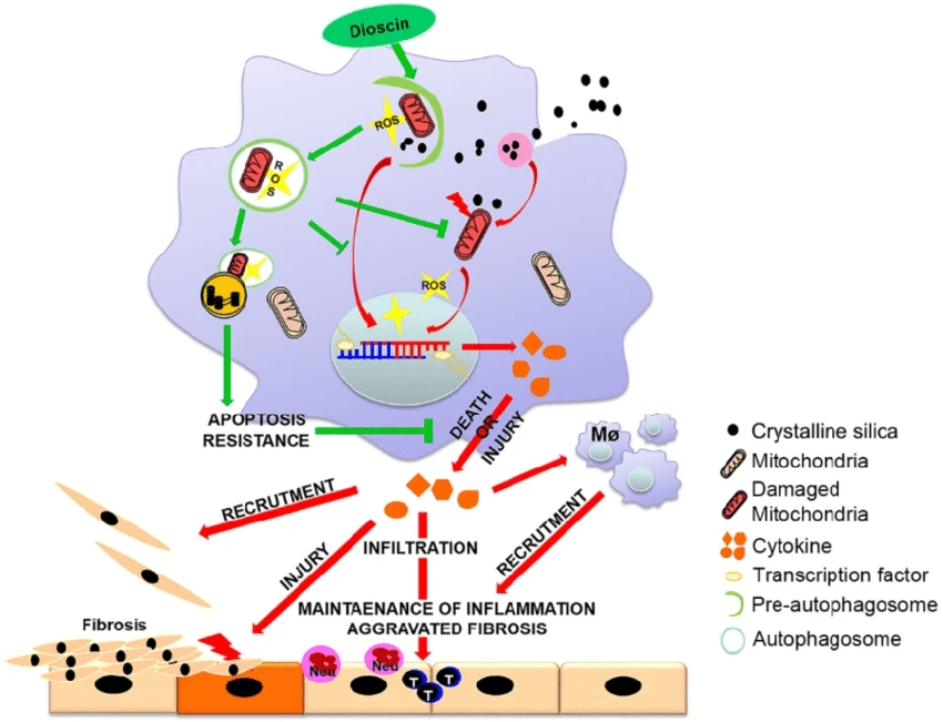 The Mechanism of Action of Dioscin