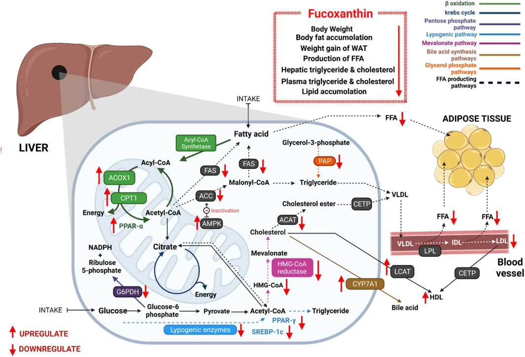 Action of Fucoxanthin Action of Fucoxanthin