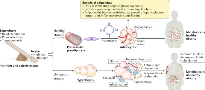 Adipogenesis Adipogenesis