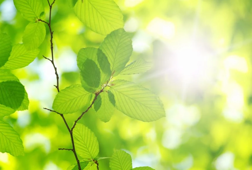 photosynthesis photosynthesis