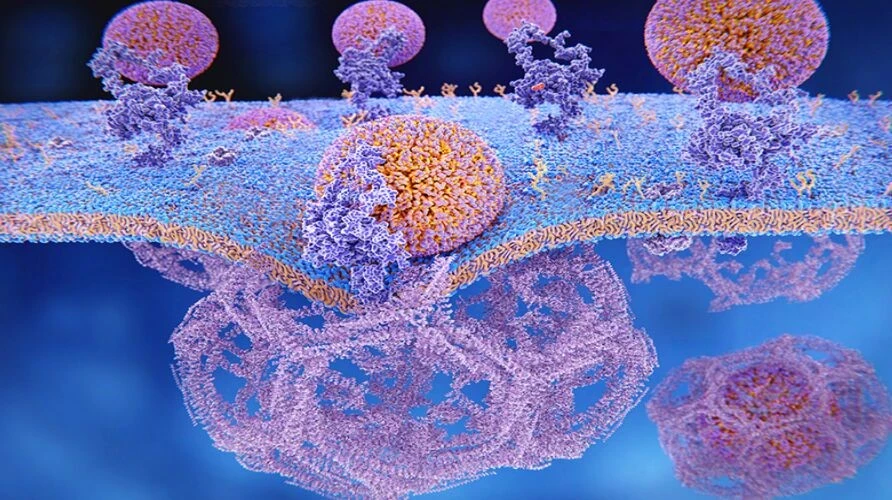 Cellular Uptake