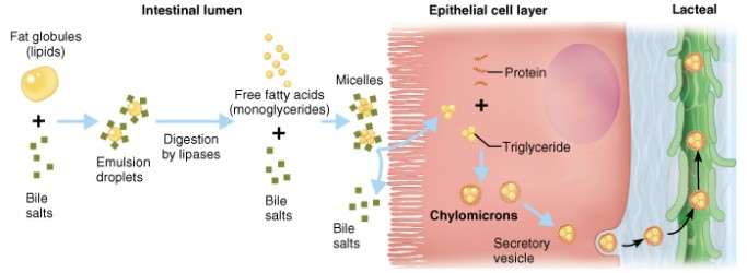 Fat breakdown Fat breakdown