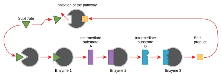 Metabolic regulation Metabolic regulation