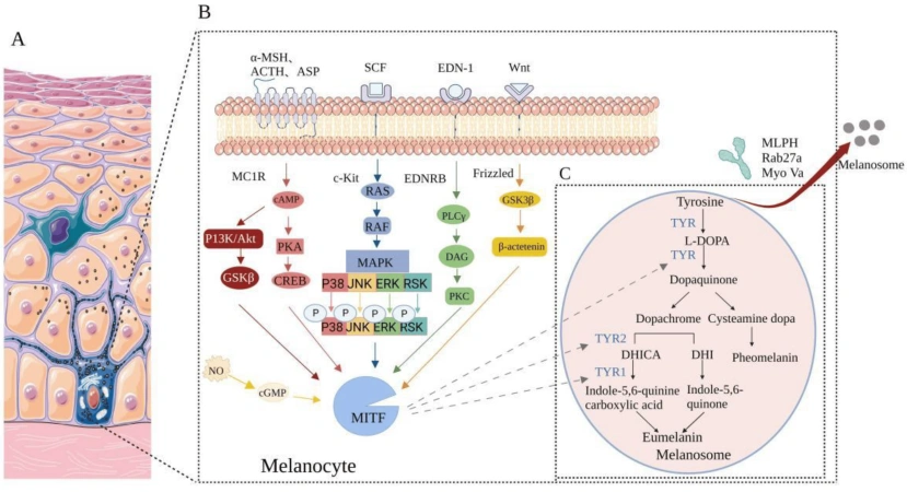 Thiamidol Mechanism Of Action