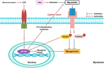 What is the function of YK-11 What is the function of YK-11