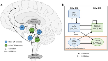 Does MKC-231 affect sleep Does MKC-231 affect sleep