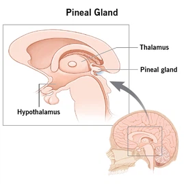 How does Pinealon work How does Pinealon work