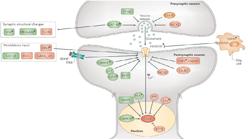 What Is Piracetam Used To Treat What Is Piracetam Used To Treat