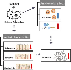 How does hinokitiol work How does hinokitiol work