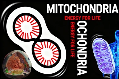 In Pursuit Of Energy, Longevity, And Optimal Health