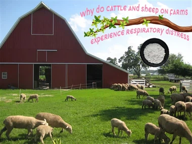 Main Causes And Solutions For Respiratory Distress in Cattle And Sheep Herds ...