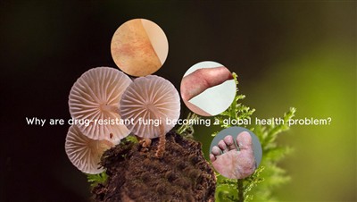 Why Are Drug-resistant Fungi Becoming A Global Health Problem