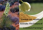 Cleaner Air, Healthier Animals The Future Of Livestock Farming