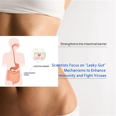 Scientists Focus On Leaky Gut Mechanisms To Enhance Immunity And Fight Viruses