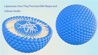 Liposomes: How They Promote DNA Repair And Cellular Health