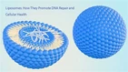 Liposomes: How They Promote DNA Repair And Cellular Health