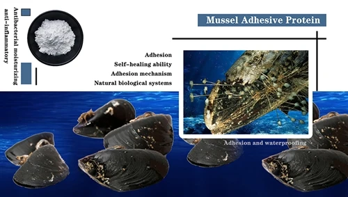 Could Mussel Adhesion Proteins Transform Modern Medicine