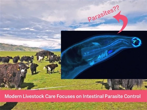 Modern Livestock Care Focuses On Intestinal Parasite Control