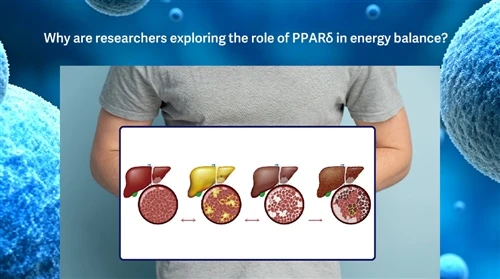 Why Are Researchers Exploring The Role Of PPARδ in Energy Balance
