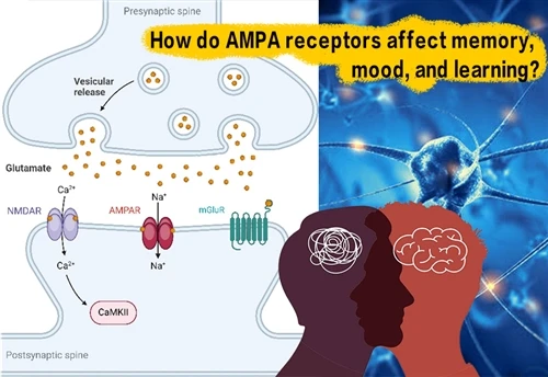 How Do AMPA Receptors Affect Memory, Mood, And Learning