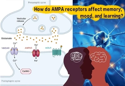 How Do AMPA Receptors Affect Memory, Mood, And Learning