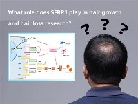 What Role Does SFRP1 Play in Hair Growth And Hair Loss Research