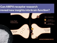 Can AMPA Receptor Research Reveal New Insights Into Brain Function