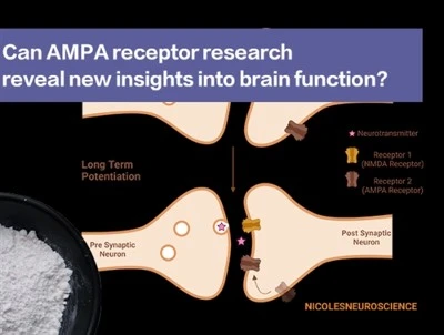 Can AMPA Receptor Research Reveal New Insights Into Brain Function