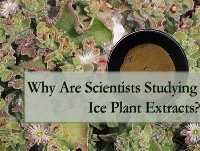 Why Are Scientists Studying Ice Plant Extracts