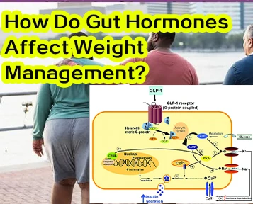 How Do Gut Hormones Affect Weight Management