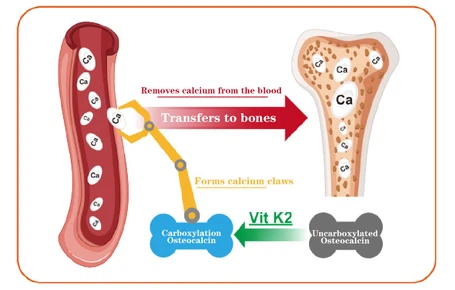 15Vitamin K2-MK4 powder Ajpg 15Vitamin K2-MK4 powder Ajpg