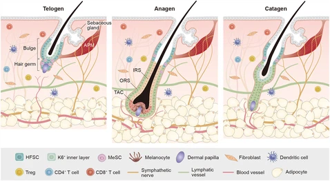 1717Breakthroughs in Anti-Wrinkle Treatment Cjpg 1717Breakthroughs in Anti-Wrinkle Treatment Cjpg