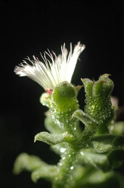 Mesembryanthemum extract powder Mesembryanthemum extract powder