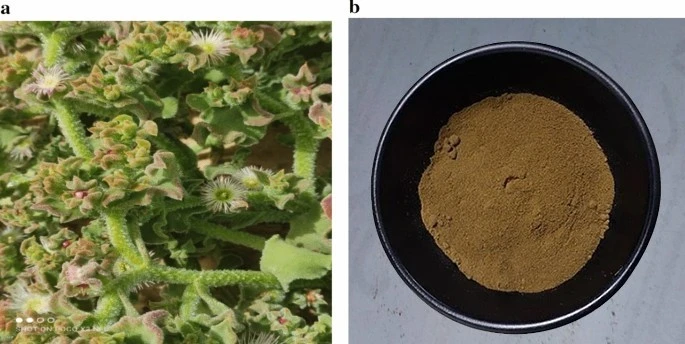 Mesembryanthemum extract powder C Mesembryanthemum extract powder C