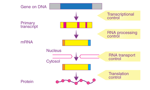 Dexamethasone Mechanism of action Dexamethasone Mechanism of action